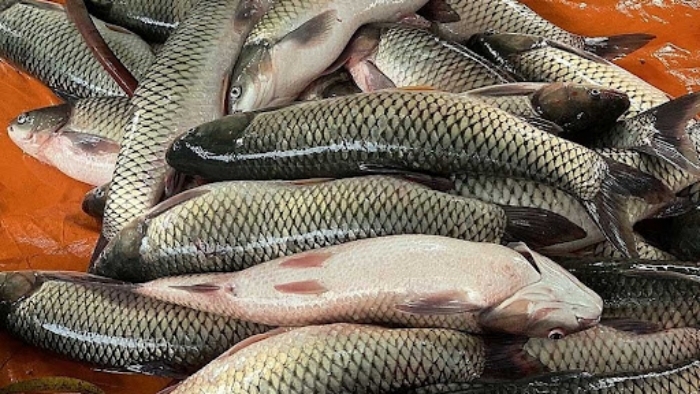 Có nên bỏ lớp màng nhầy trên thân cá?