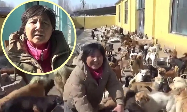 Người phụ nữ gánh nợ gần 2 tỷ đồng để cứu hàng nghìn chó mèo hoang