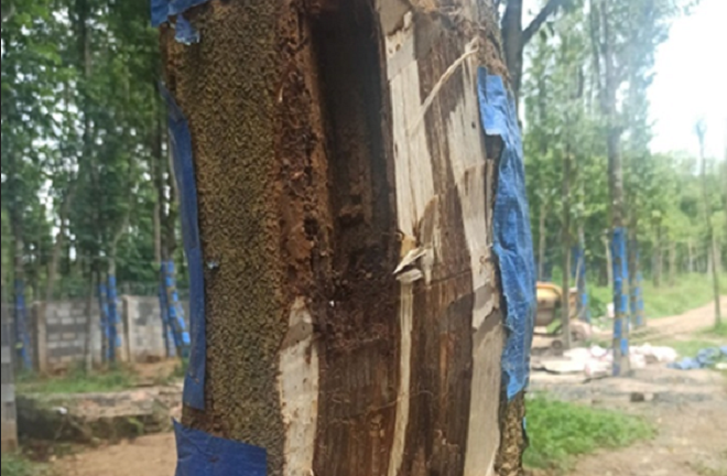 Hiện đại hoá sản xuất tinh dầu trầm hương mang giá trị 'triệu đô' cho cây dó bầu