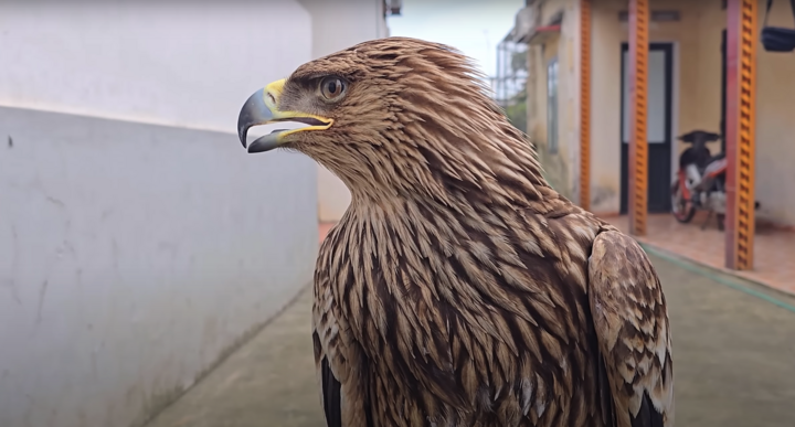 Nam Youtuber nổi tiếng cứu sống đại bàng hoàng đế quý hiếm