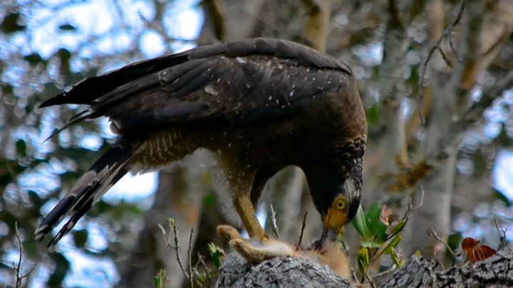 Loài chim quý hiếm 'chuyên gia săn rắn' cực đỉnh 