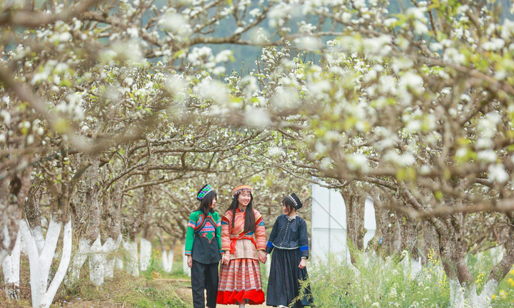 Mãn nhãn ngắm hàng nghìn gốc lê bung sắc trắng tinh khôi trên cao nguyên Bắc Hà