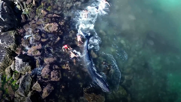 Ngư dân giải cứu cá voi mắc cạn ở Brazil 