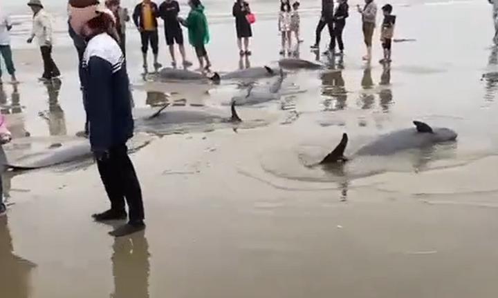 Đàn cá nược quý hiếm mắc lưới ngư dân Hà Tĩnh