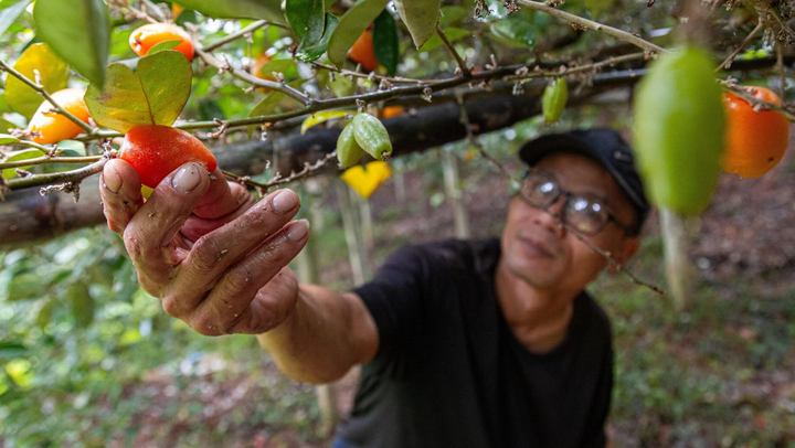 'Thủ phủ' nhót ở Hà Nội mất mùa, giá tăng dựng đứng