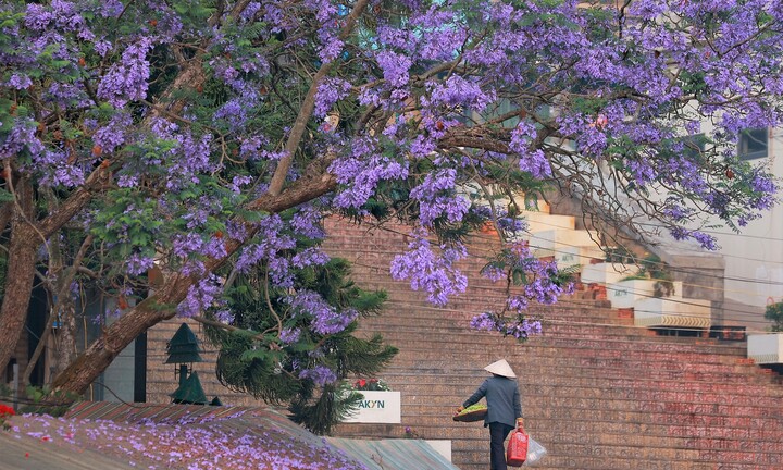 Phượng tím khoe sắc khắp các nẻo đường, Đà Lạt đẹp như tranh vẽ