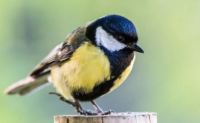 Rùng mình loài chim chuyên ăn não con mồi 