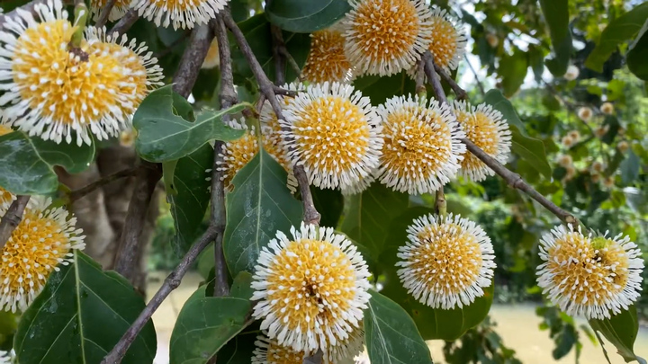 Quả dại 'lên đời' thành đặc sản quý hiếm