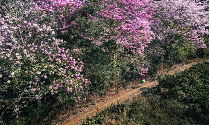 Hoa kèn hồng nở rộ, nhuộm thắm những cung đường ở Lâm Đồng