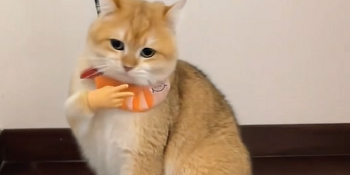 Vẻ mặt ngơ ngác của mèo khi đeo tay giả