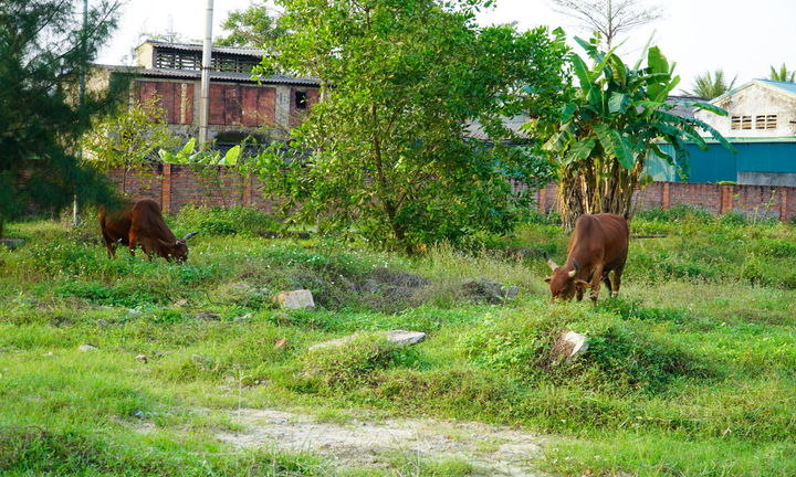 Dự án 1.200 tỷ đồng ở Hà Tĩnh trở thành nơi đàn bò gặm cỏ