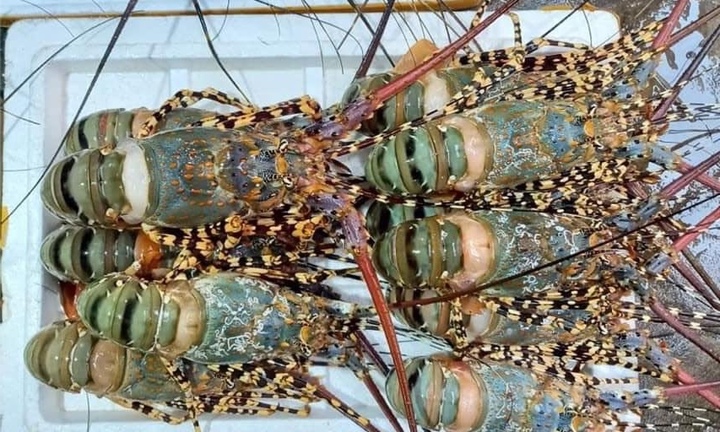 Xuất khẩu tôm hùm sang Trung Quốc tăng hơn 18 lần