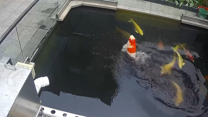 Cá Koi vươn mình 'nhảy múa' trên mặt nước