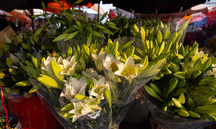 Hoa loa kèn đầu mùa xuống phố Hà Nội, giá chát vẫn hút khách mua