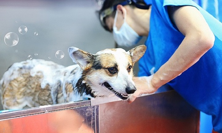 TP.HCM bắt buộc tiêm vaccine, rọ mõm, khuyến khích gắn chip khi nuôi chó, mèo