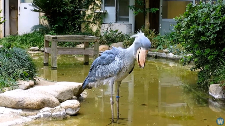 'Quái vật tiền sử' tiêu diệt con mồi trong nháy mắt