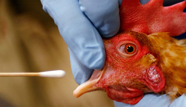 H5N1 có lây từ người sang người?