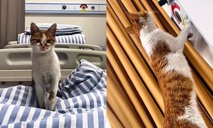 Khôn như linh thú, mèo hoang lấy lòng cô gái và được nhận nuôi 