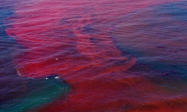 Tảo nở hoa là hiện tượng gì?