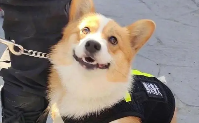 Chó Corgi cảnh sát đầu tiên ở Trung Quốc: Chân ngắn, ngây thơ nhưng điêu luyện