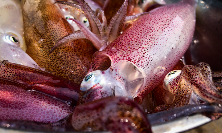 Mực nhảy Vũng Áng vào mùa, giá đắt đỏ vẫn 'cháy hàng'