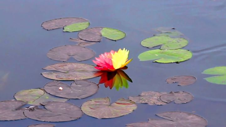 Chiêm ngưỡng hoa súng hai màu quý hiếm nở rộ ở Trung Quốc