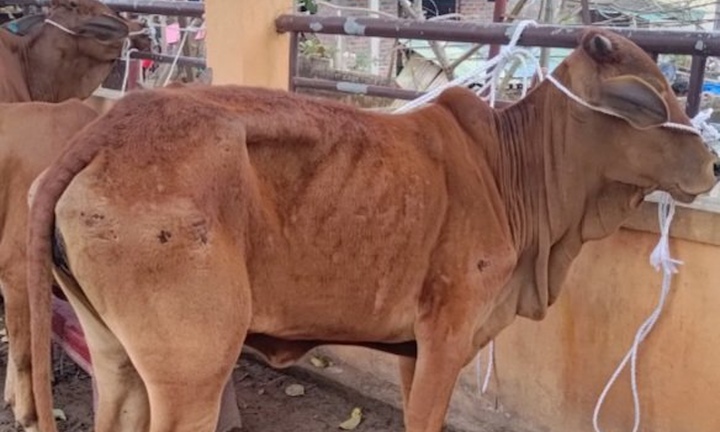 Bò cấp cho dân nghèo gầy yếu, chết: Lãnh đạo tỉnh Quảng Trị yêu cầu xử lý