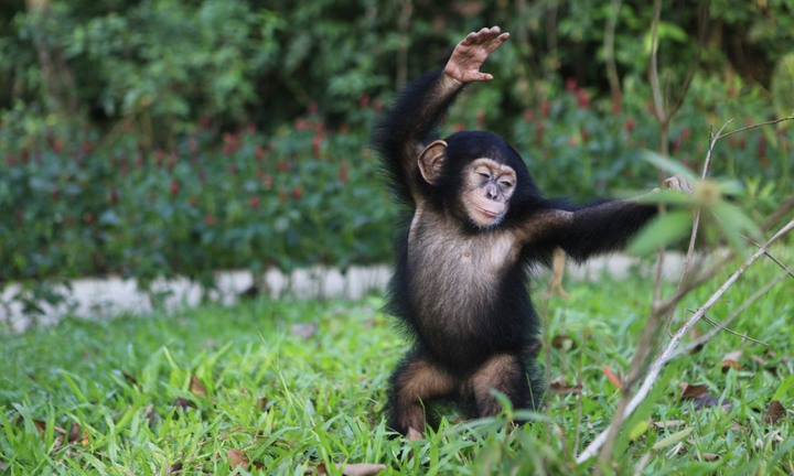 Hắc tinh tinh truyền cảm hứng sinh tồn tại Vinpearl Safari Phú Quốc