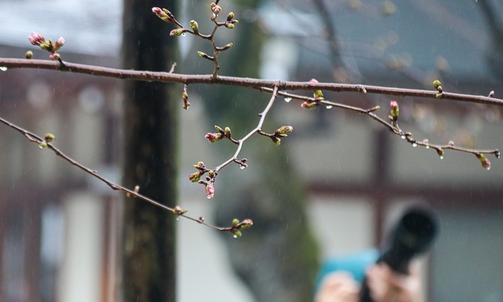 Thời tiết thất thường khiến hoa anh đào nở muộn, người Việt ở Nhật tiếc nuối