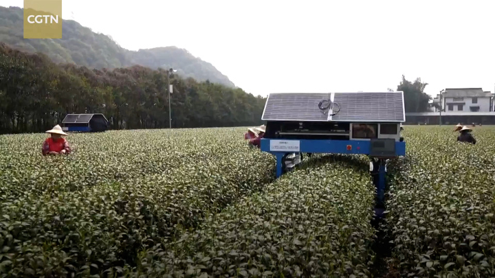 Robot hái trà linh hoạt như người thật