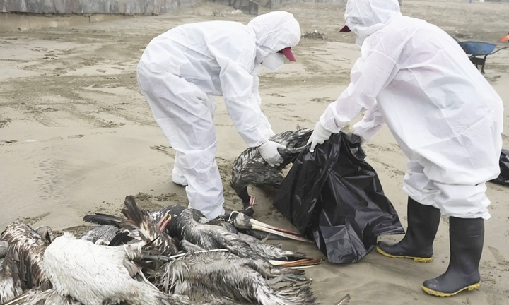 Lần đầu tiên Việt Nam có ca nhiễm cúm A(H9) trên người, Bộ Y tế chỉ đạo khẩn