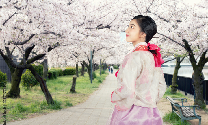 Hoa anh đào ở Hàn Quốc nở vào tháng mấy?