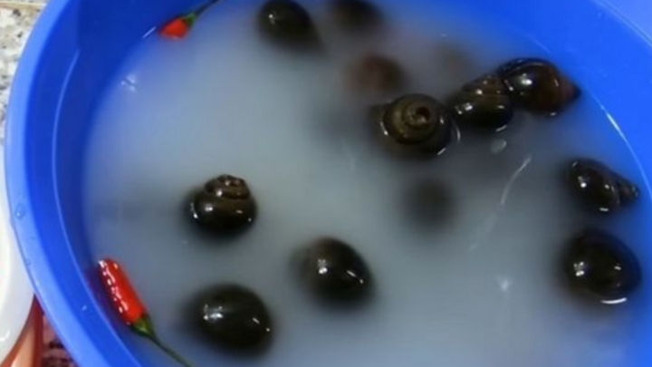 Lợi ích tuyệt vời của việc ngâm ốc với bia 