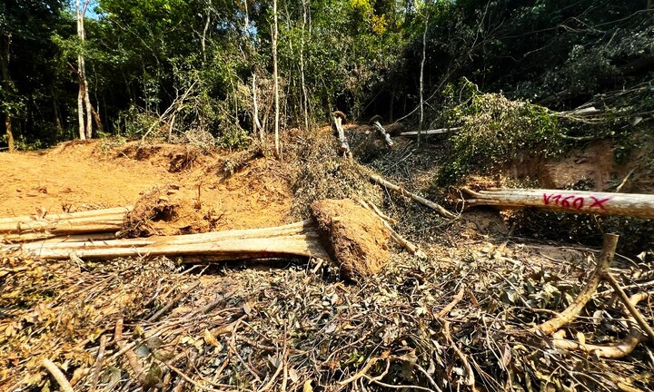 Chưa được chấp thuận, huyện ở Bình Định ký giấy đưa 44 cây khỏi rừng trái phép