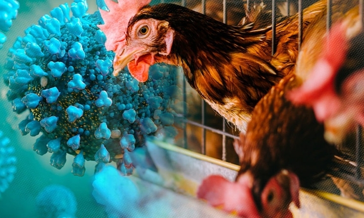 Bệnh cúm gia cầm A(H9) nguy hiểm như thế nào?