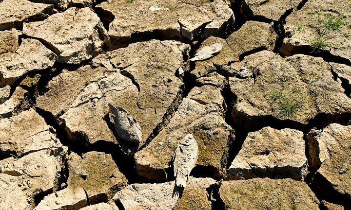  Cao điểm hạn hán tại Ninh Thuận, Bình Thuận: Hồ trơ đáy, cá chết khô