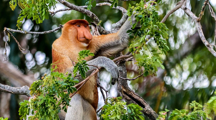 Loài khỉ mũi dài 'xấu nhất hành tinh'