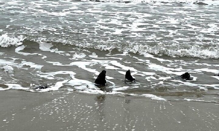 Quảng Nam chốt phương án khai quật địa điểm phát hiện cổ vật ở ven biển Hội An