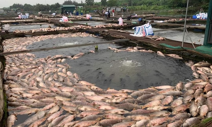 Hàng trăm tấn cá chết ở Hải Dương: Nông dân bật khóc, xót xa tiền tỷ trôi sông
