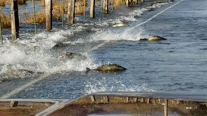 Đàn cá hồi 'lướt' như ca nô trên đường ngập nước