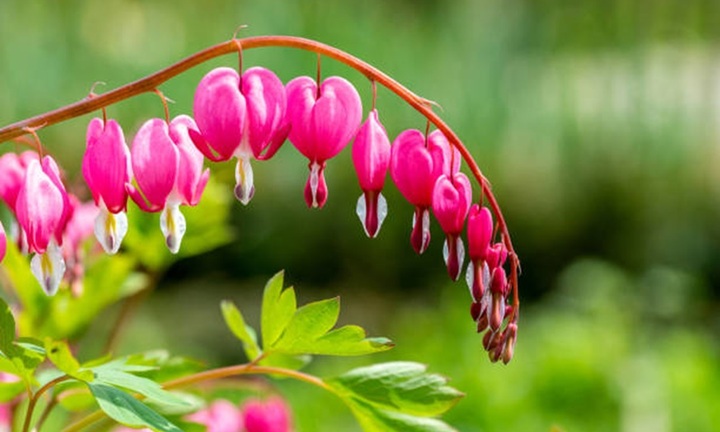 Hoa tigon có ý nghĩa gì?