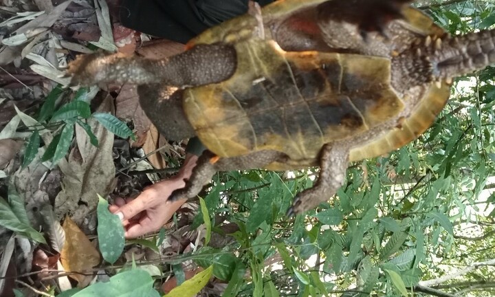 Phát hiện rùa đầu to quý hiếm ở Quảng Nam