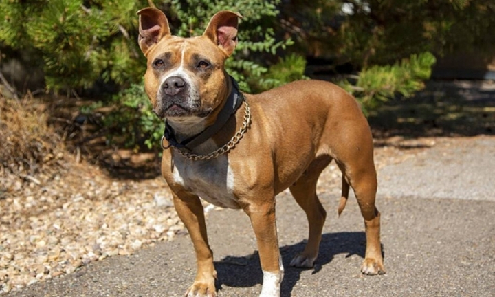 Nuôi chó để bán, người đàn ông thiệt mạng khi bị 13 con chó tấn công