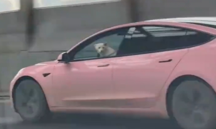 Để chó lái ô tô phóng vun vút gây kinh hãi, người đàn ông bị cảnh sát phạt 