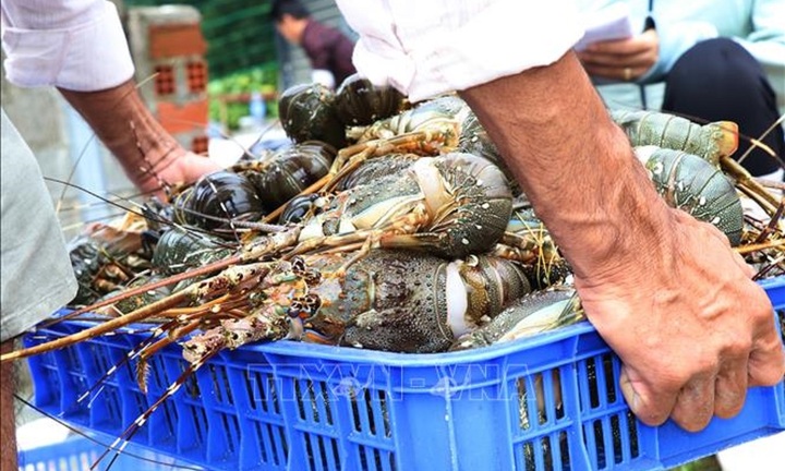 Tôm hùm bông chết hàng loạt ở Khánh Hòa: Bộ NN&PTNT nói gì?
