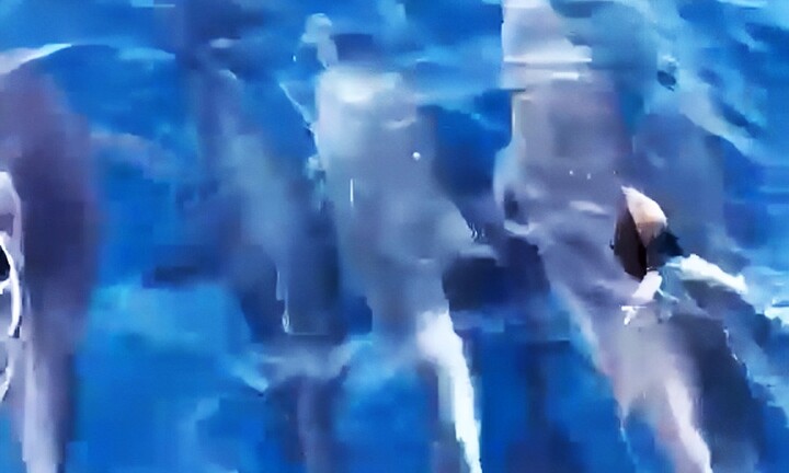 Đàn cá heo hơn 100 con vào gần bờ 'nhảy múa' trước mạn thuyền ngư dân Phú Yên