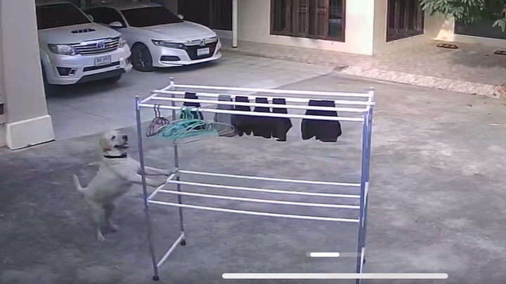 Kinh ngạc chú chó thông minh 'phơi quần áo' 