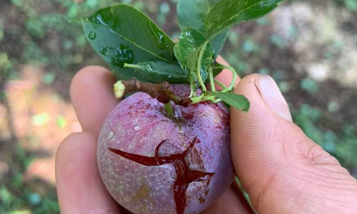 Mưa đá tàn phá hơn 80ha mận hậu tại Sơn La