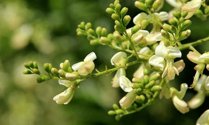 Loài hoa không chỉ làm cảnh đẹp mà còn là vị thuốc tốt cho tim mạch