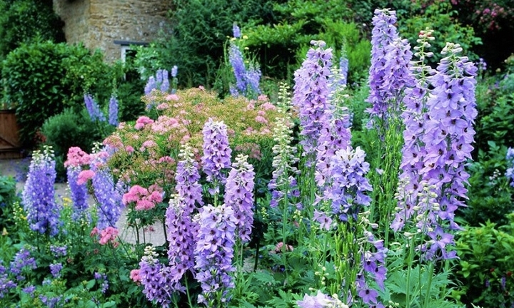 Loài hoa đẹp, tươi lâu nhưng lại chứa chất cực độc